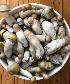 Buy Penis Envy Mushroom online