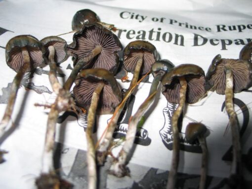 psilocybe baeocystis for sale