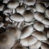 buy paddy straw mushroom