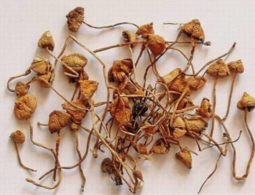 Psilocybe Semilanceata for sale