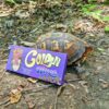 golden ticket mushroom bar